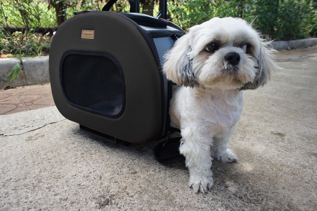 Black hard-shell pet dog carrier with front mesh window and top handle, with dog