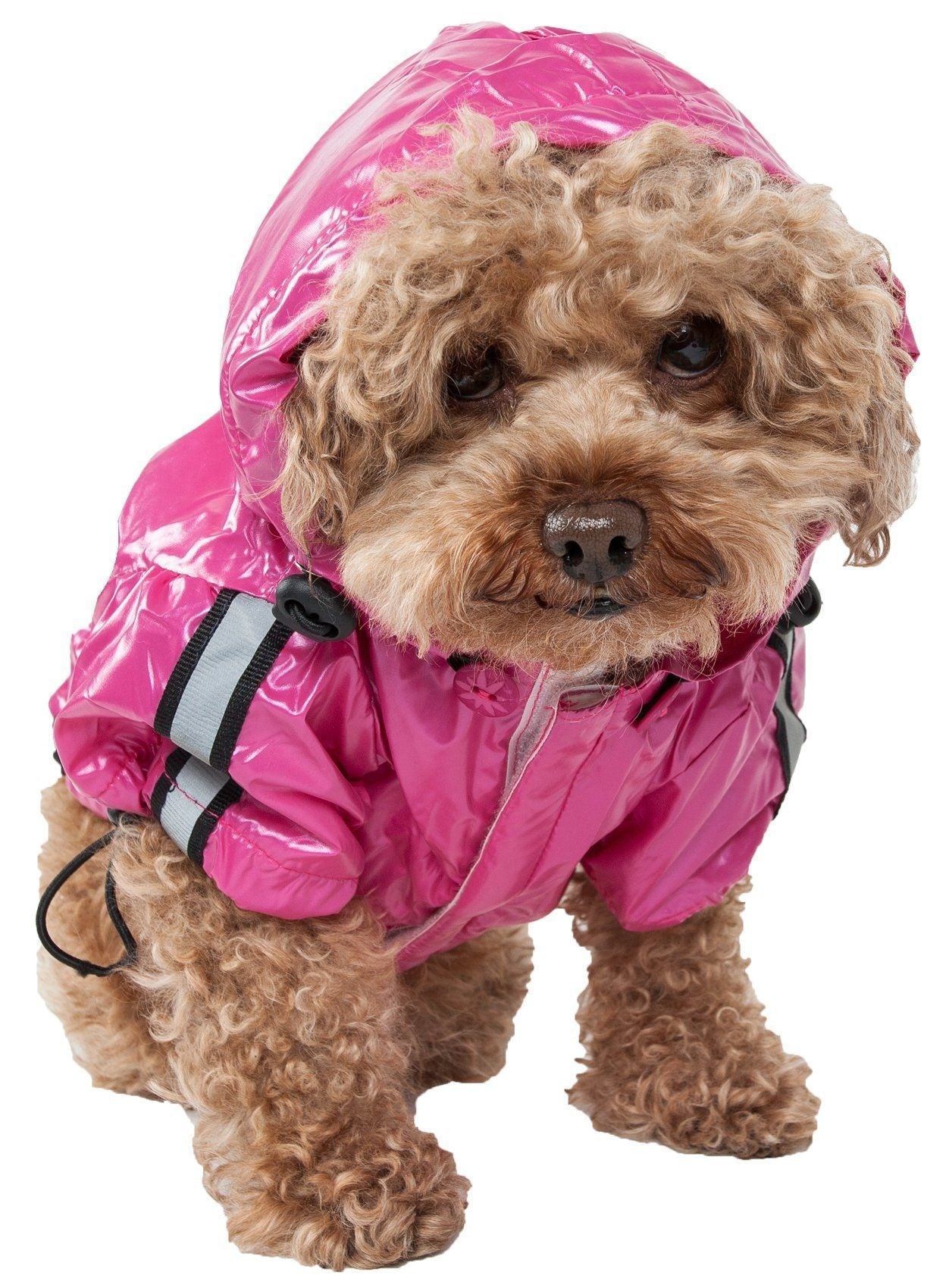 {{product_title}} - Cookies Wagging Friends Boutique