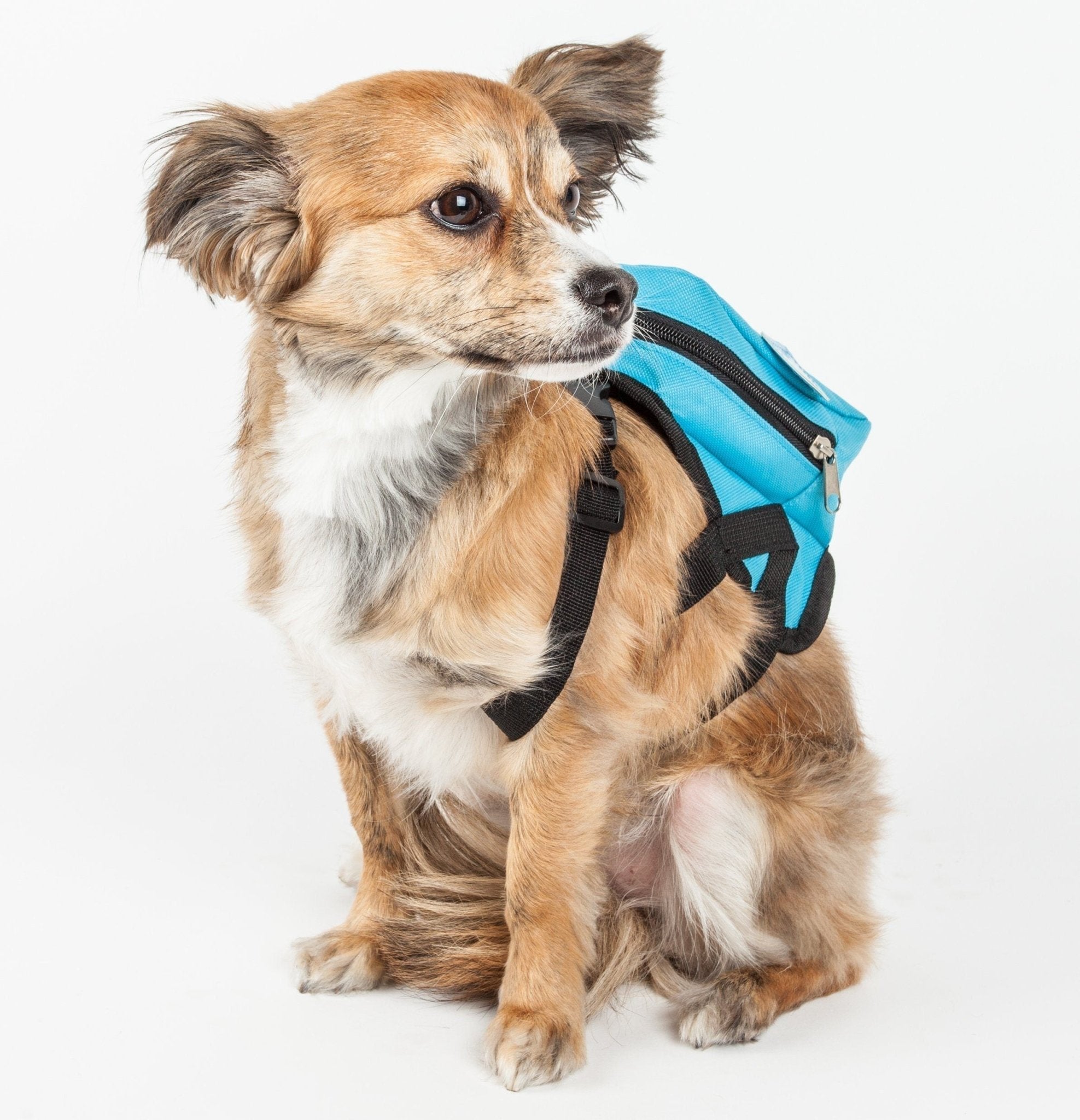 Blue dog harness backpack with black straps and top handle; side pocket