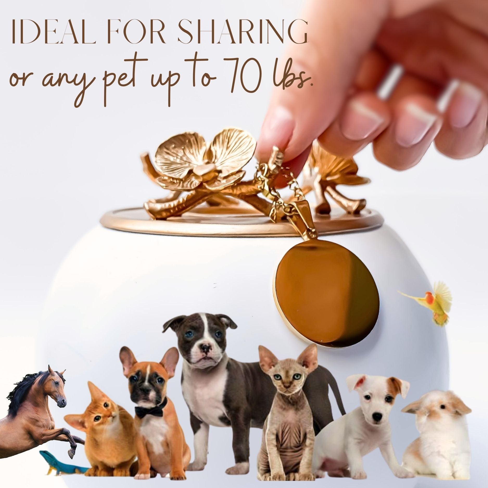 {{product_title}} - Cookies Wagging Friends Boutique