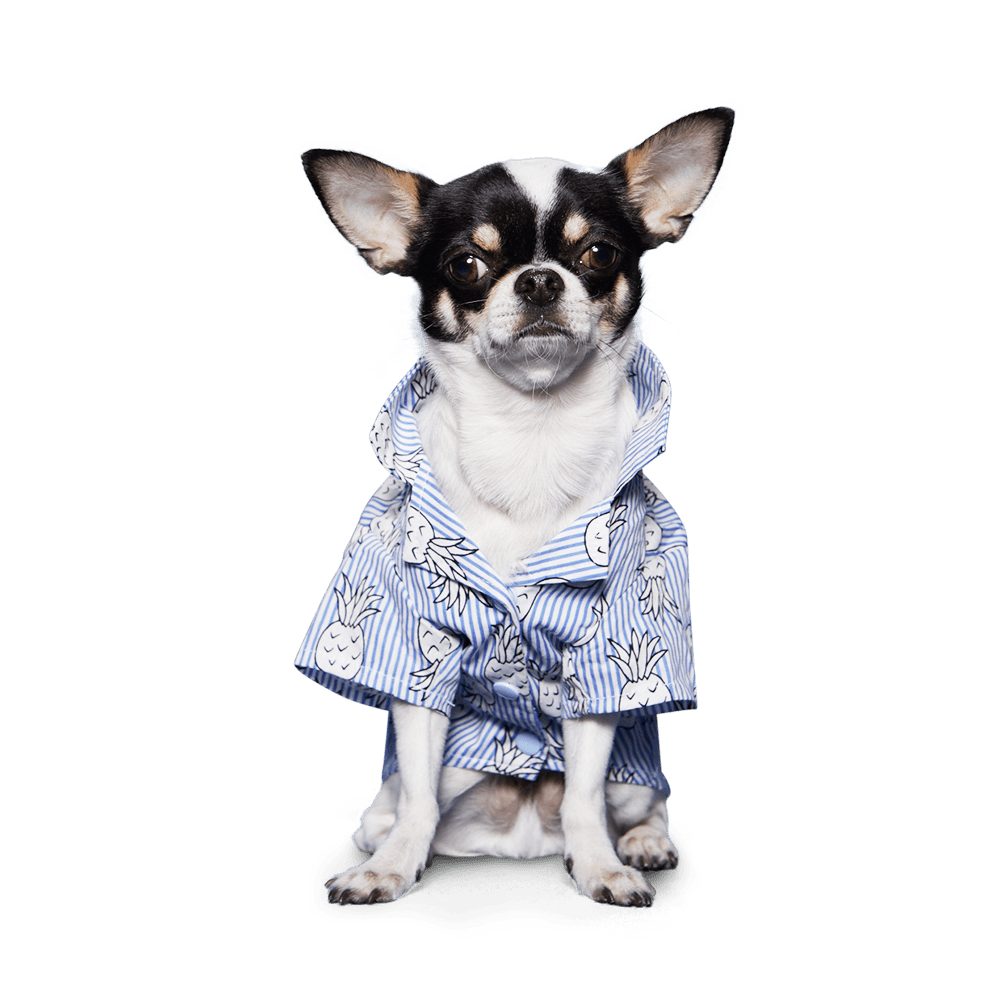 Pineapple striped pet shirt, blue-and-white with pineapple print and collar