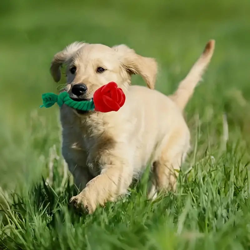 Green rope tug toy with red rose plush, held by dog