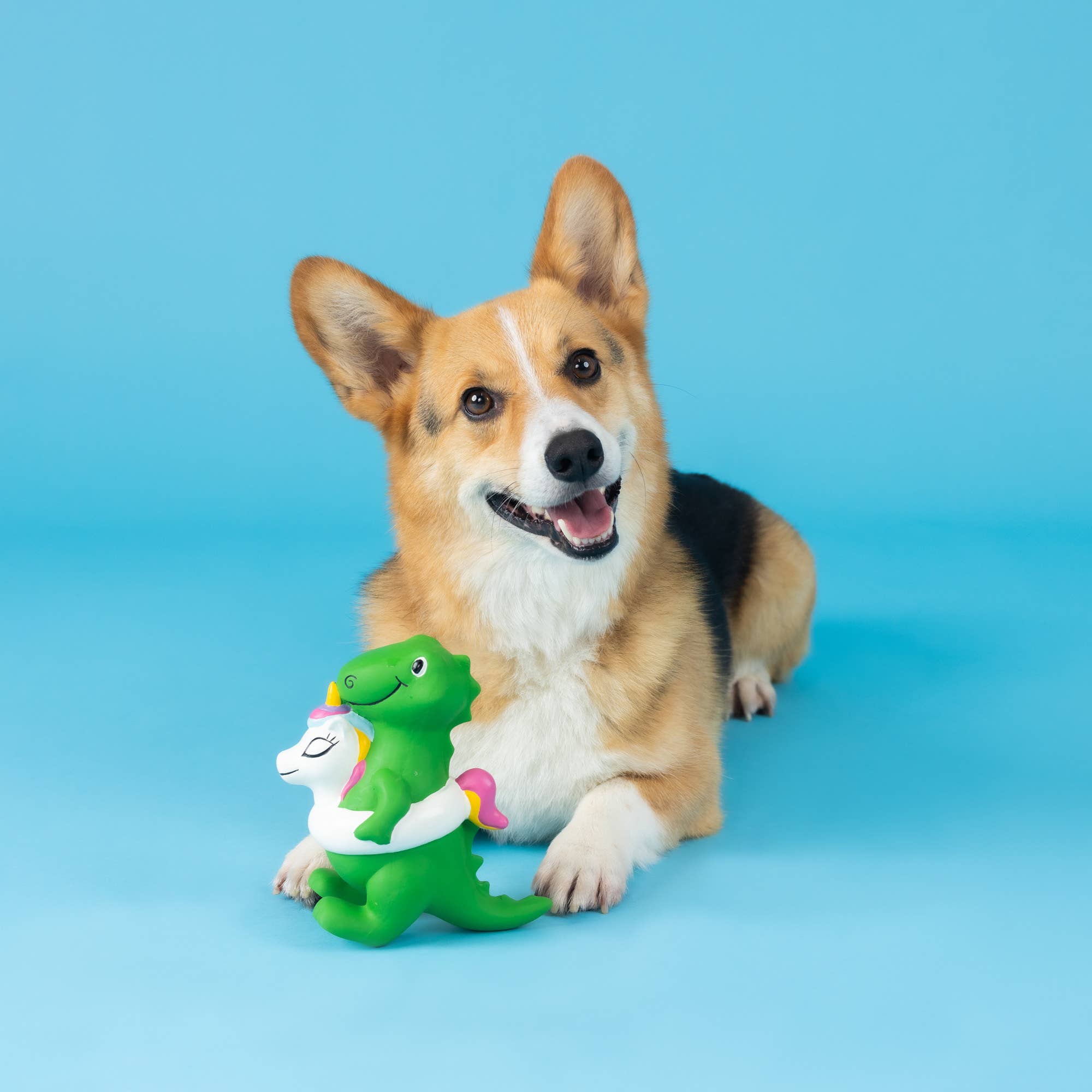 Green dinosaur latex dog toy with white unicorn floaty, with dog in view