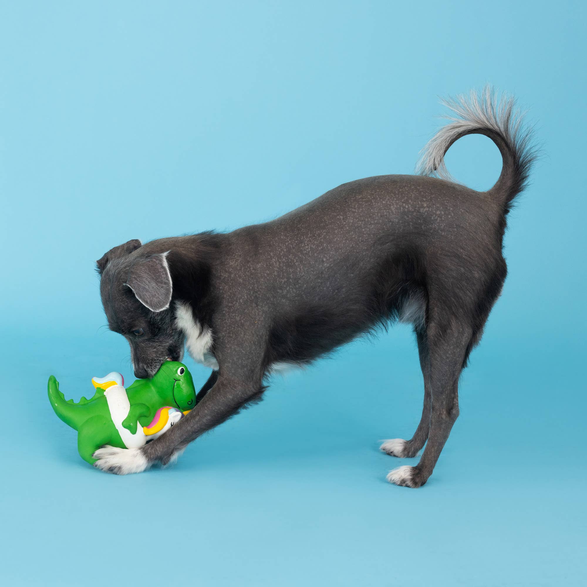 Green dinosaur latex dog toy with white unicorn floaty, held by a dark dog