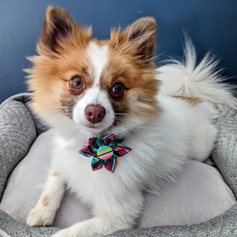 Small dog wearing multicolor striped pinwheel bow collar attachment