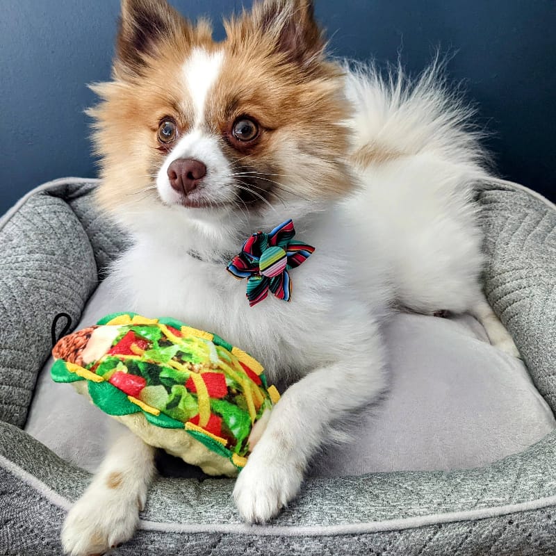 Small dog wearing multicolor striped pinwheel bow collar attachment with plush toy