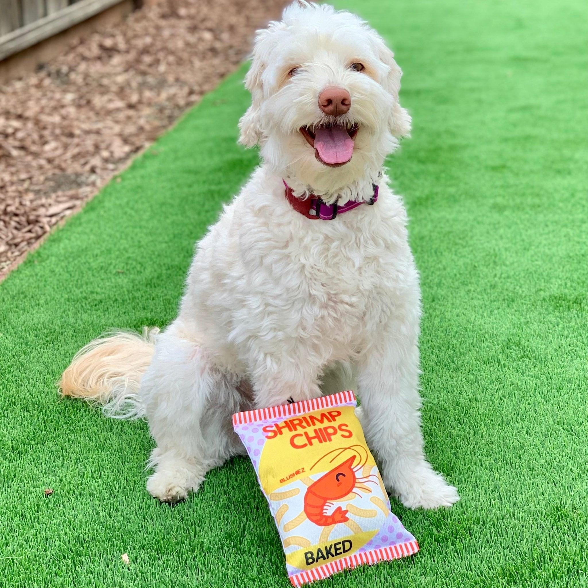 White dog holding a yellow plush shrimp chip bag toy on green grass