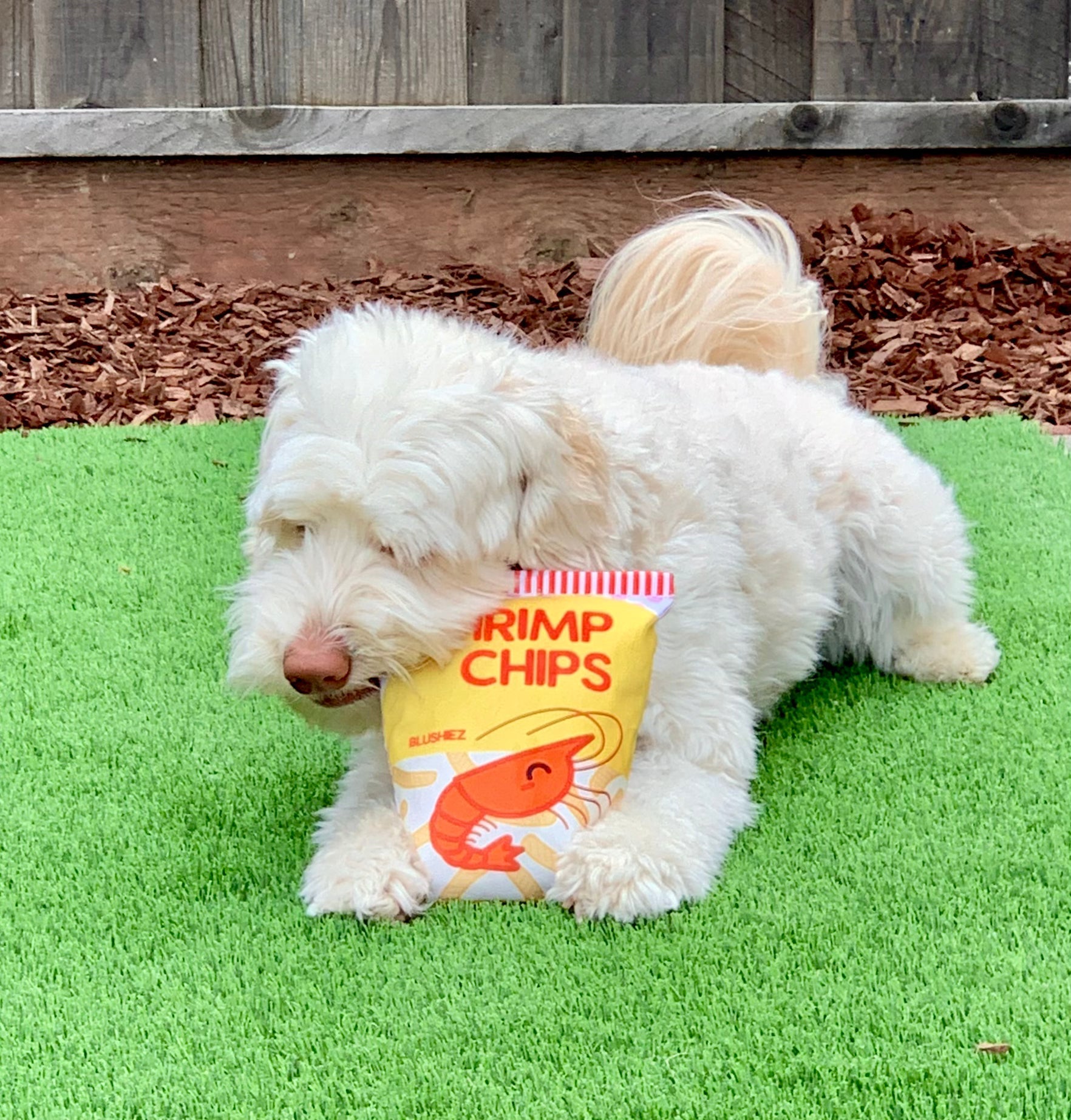 White dog lying with a yellow plush shrimp chip bag toy on green grass