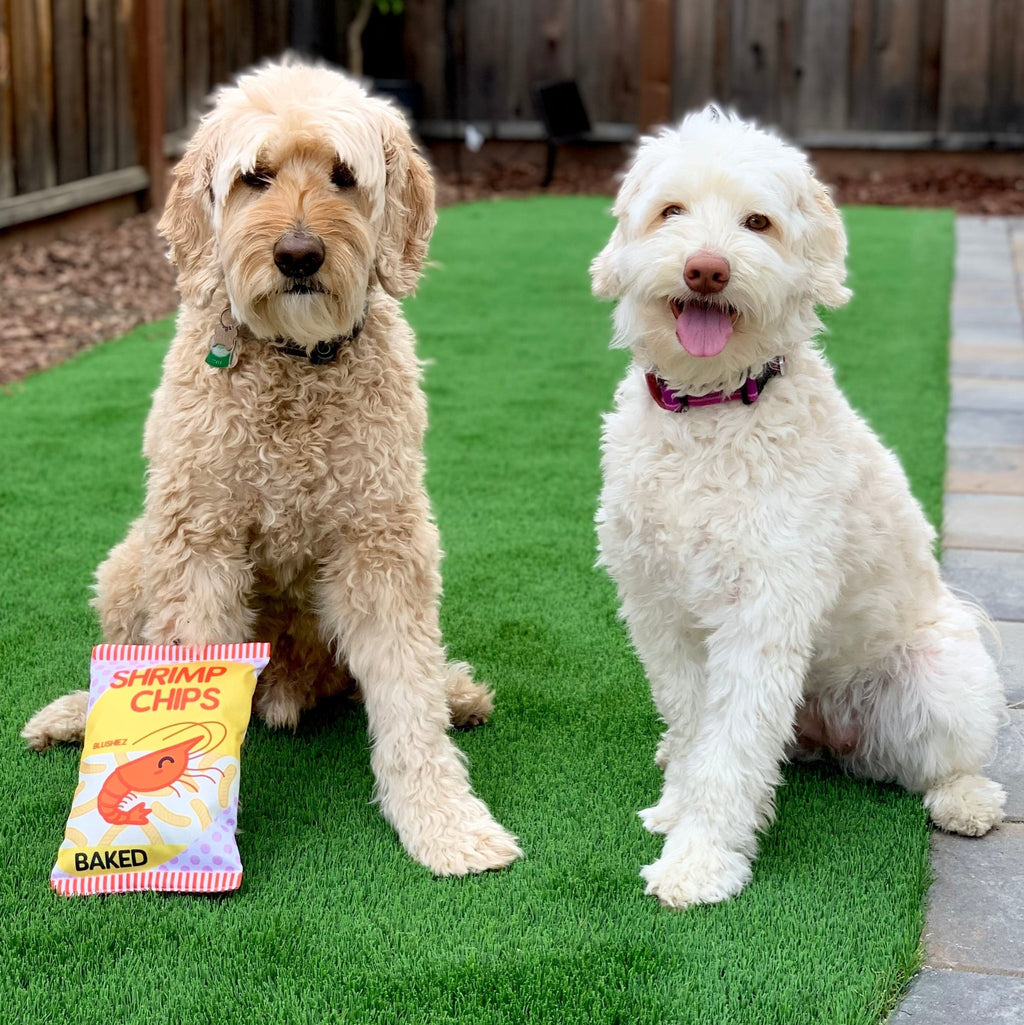 Two dogs sitting with yellow plush shrimp chip bag toys on green grass