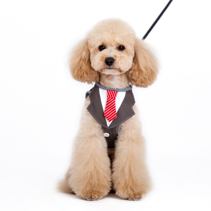 Black dog harness with red striped necktie, worn on a small fluffy dog