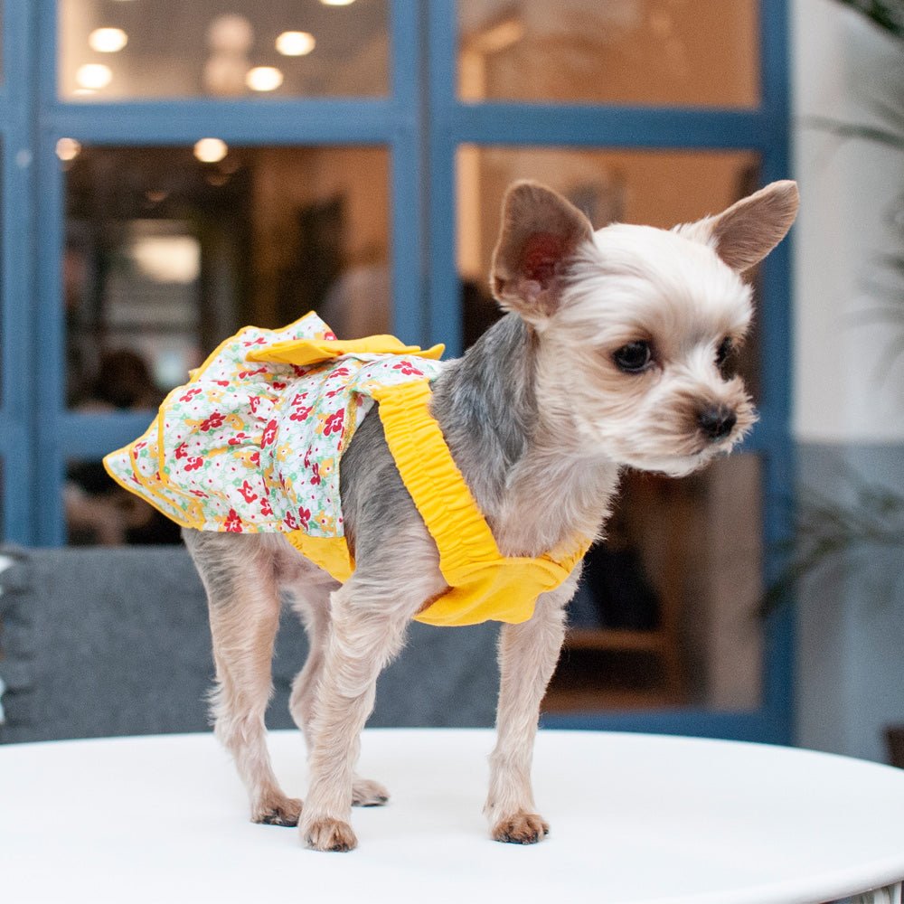 Floral dog dress with yellow ruffled collar and layered skirt on a small dog outside.
