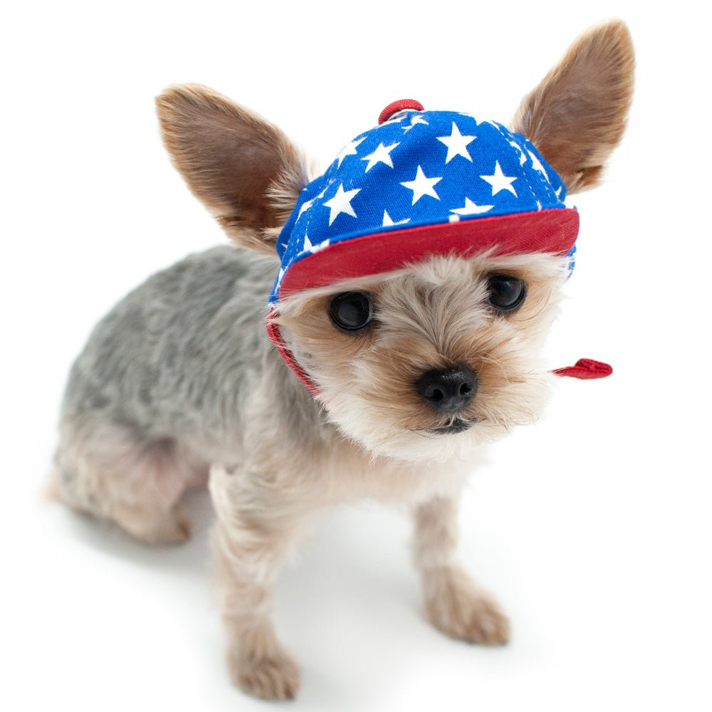 Blue star-print cap on small dog with red band and chin strap