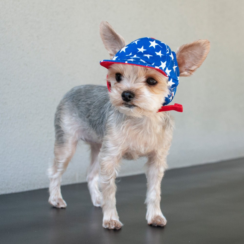 Blue star-print dog hat with red brim and chin strap, full dog shown