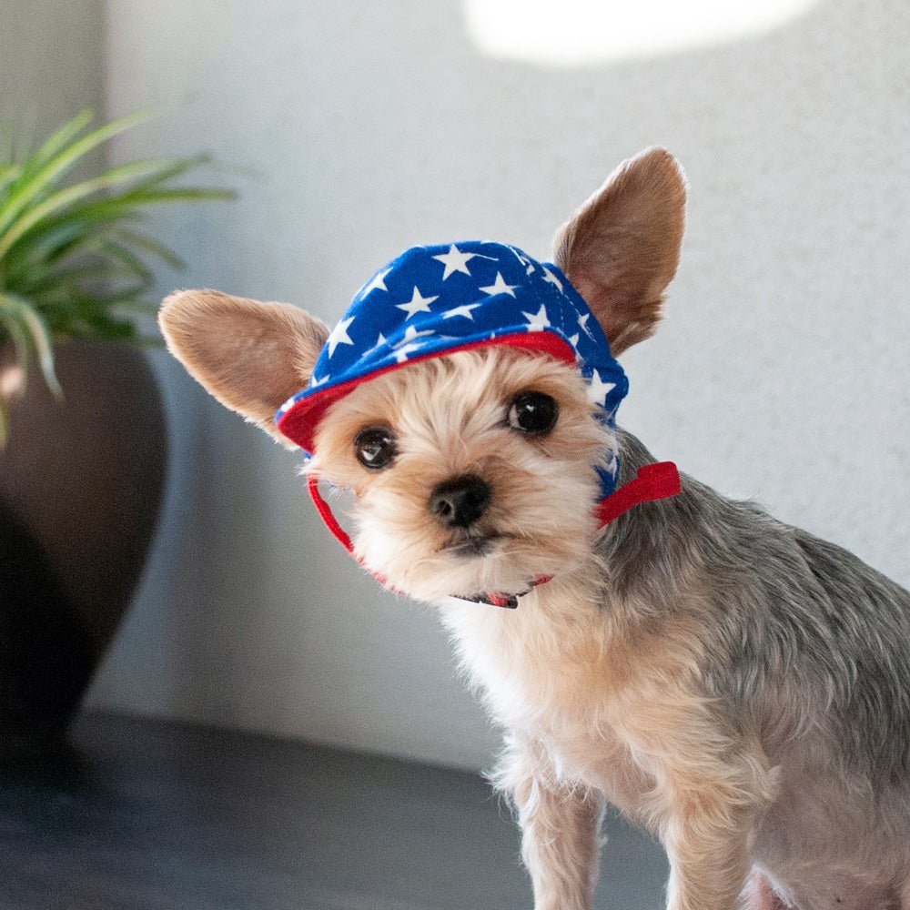 Blue star-print dog hat with red brim and chin strap, close-up angle