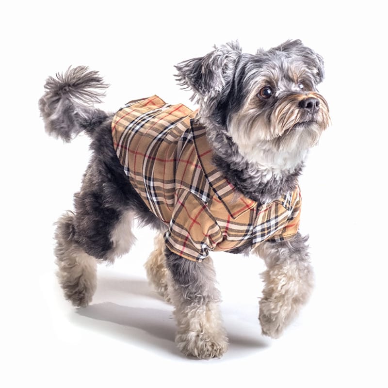 Tan plaid collared dog shirt with button front, worn by a small dog