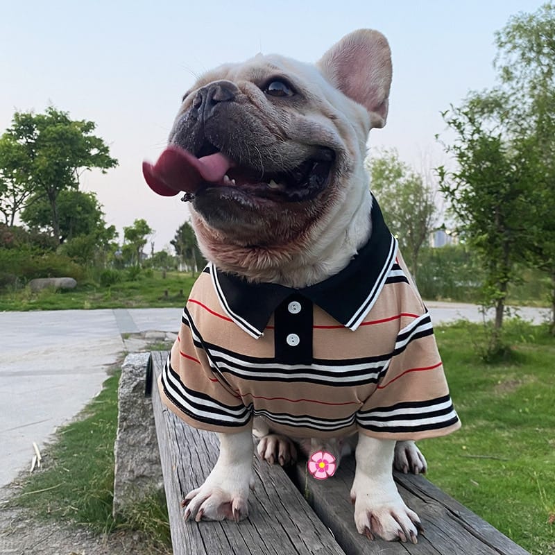 Tan striped polo dog shirt with navy collar and button placket, short sleeves
