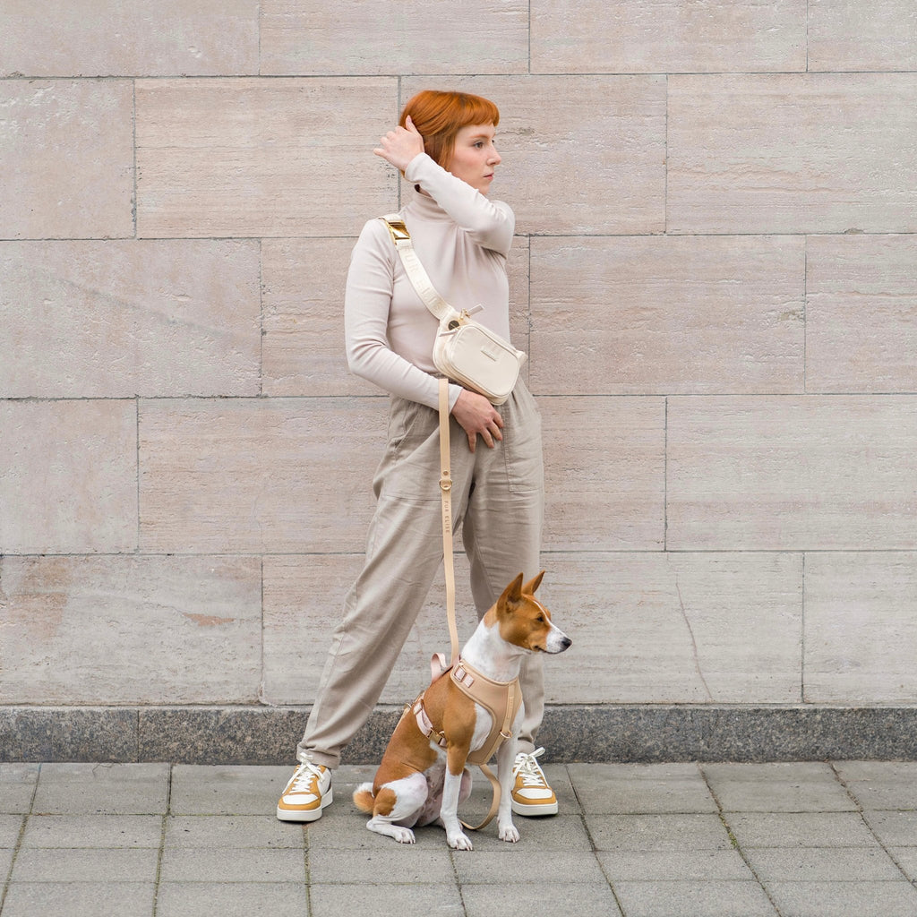 Sand dog harness and leash worn for walking, beige straps with gold hardware