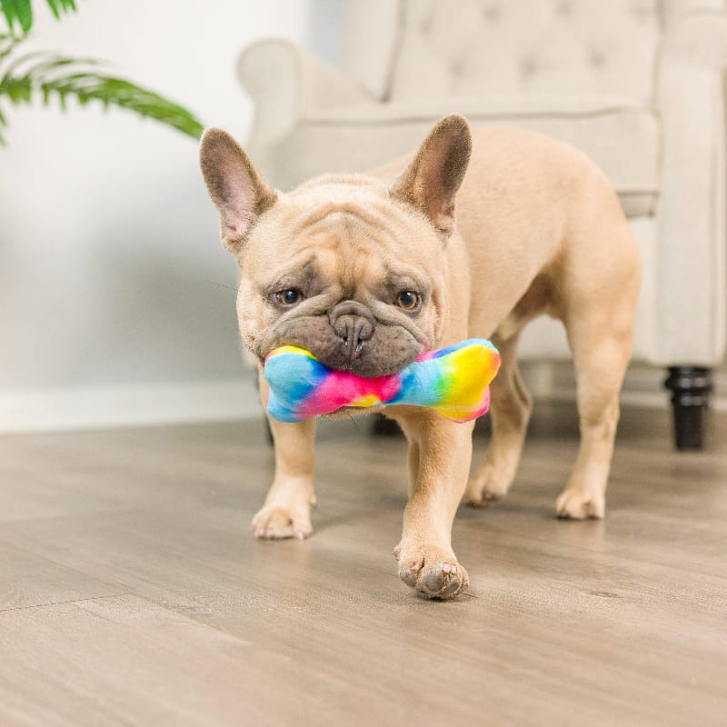 Rainbow plush bone dog toy with colorful fabric, carried by a tan bulldog