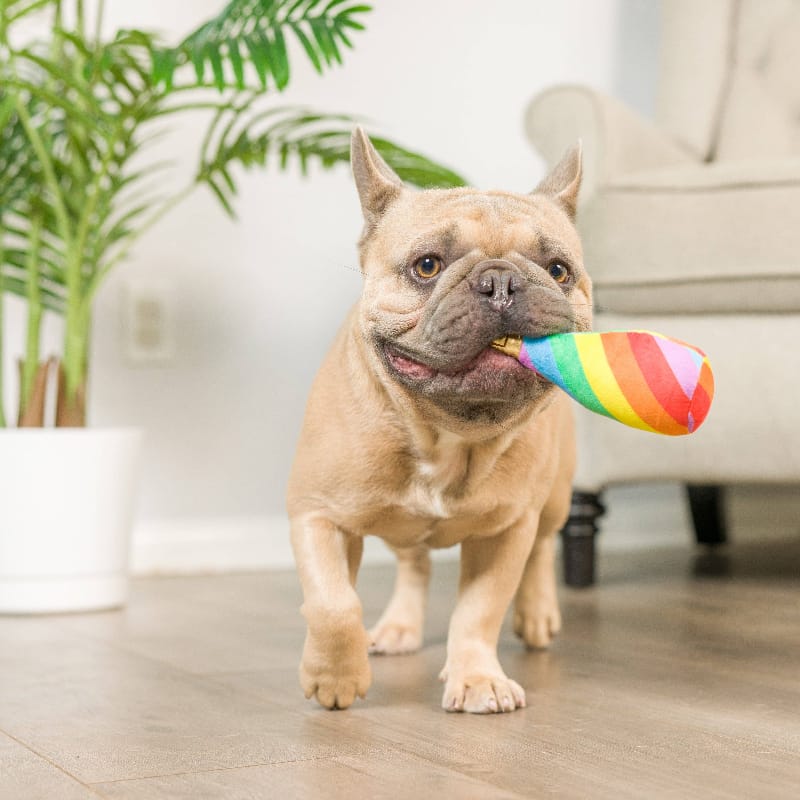 Rainbow plush bone dog toy carried by a tan dog, with colorful striped fabric pattern