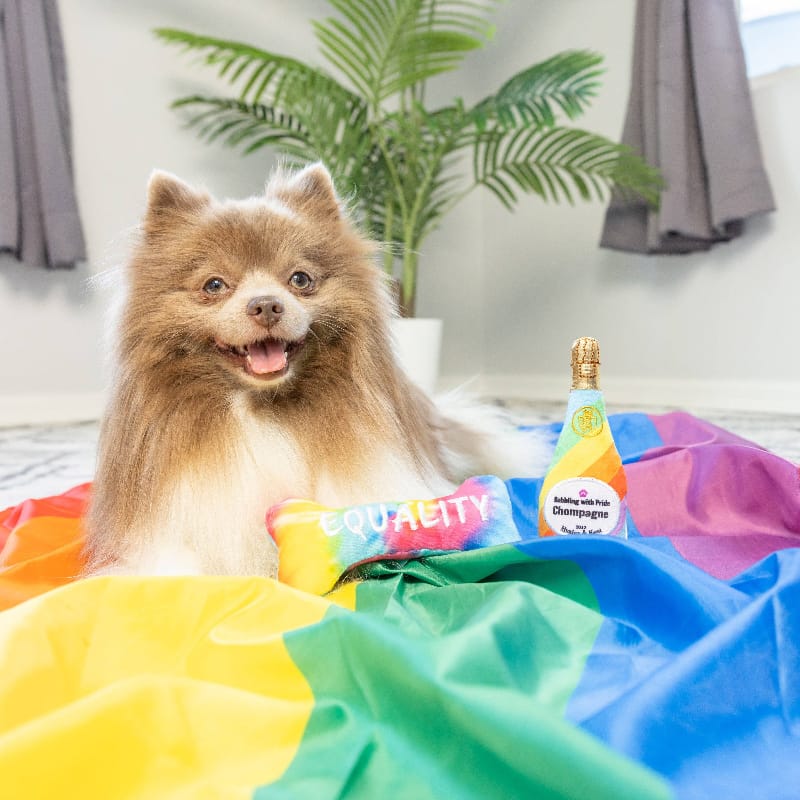 Plush bone dog toy and small bottle toy in rainbow colors, with a smiling tan dog