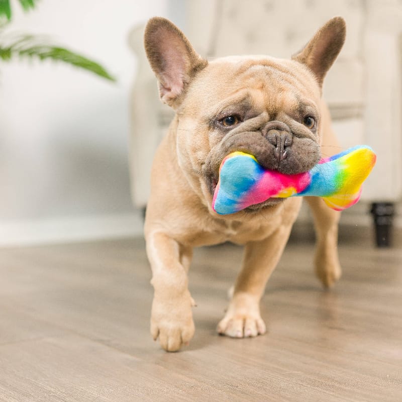 Rainbow plush bone dog toy in colorful fabric, held by a tan French bulldog