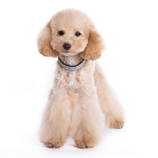 Dog wearing a dark fabric rhinestone collar with a silver sparkle band