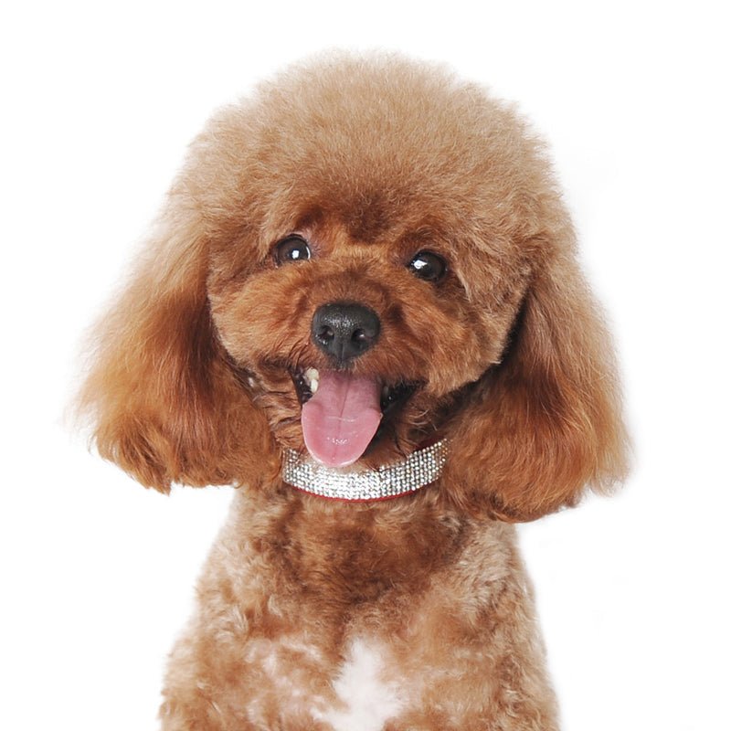 Dog wearing a silver rhinestone pet collar with glittering stone band