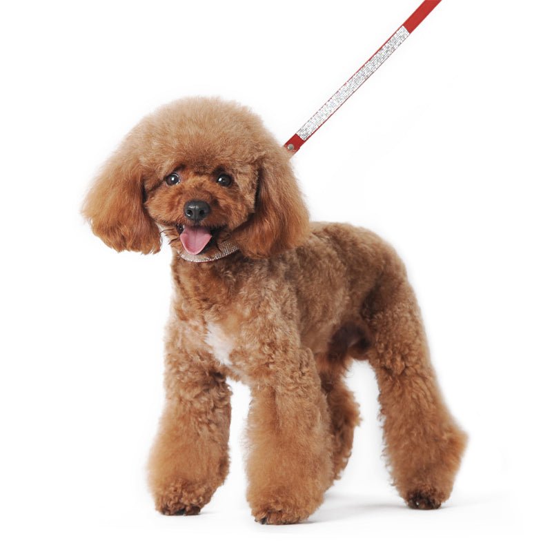 Dog wearing a silver rhinestone pet collar with metal buckle hardware