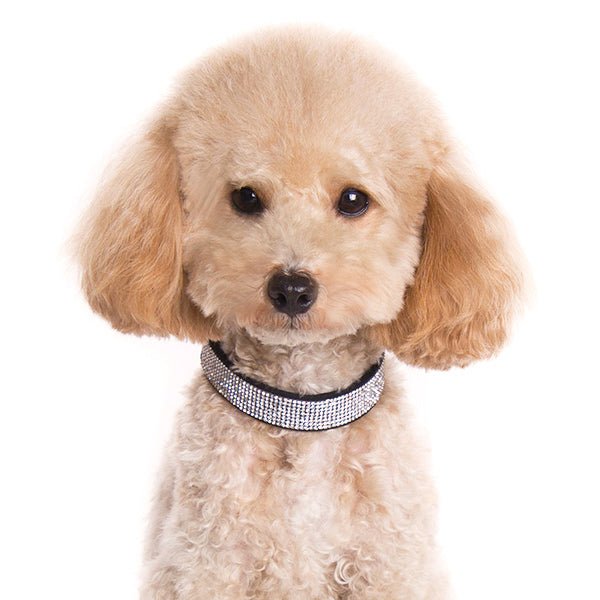 Dog wearing a dark fabric rhinestone collar with a silver sparkle band