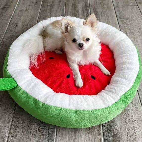 Watermelon pet bed with red cushion, white rim, green outer shell; small dog inside