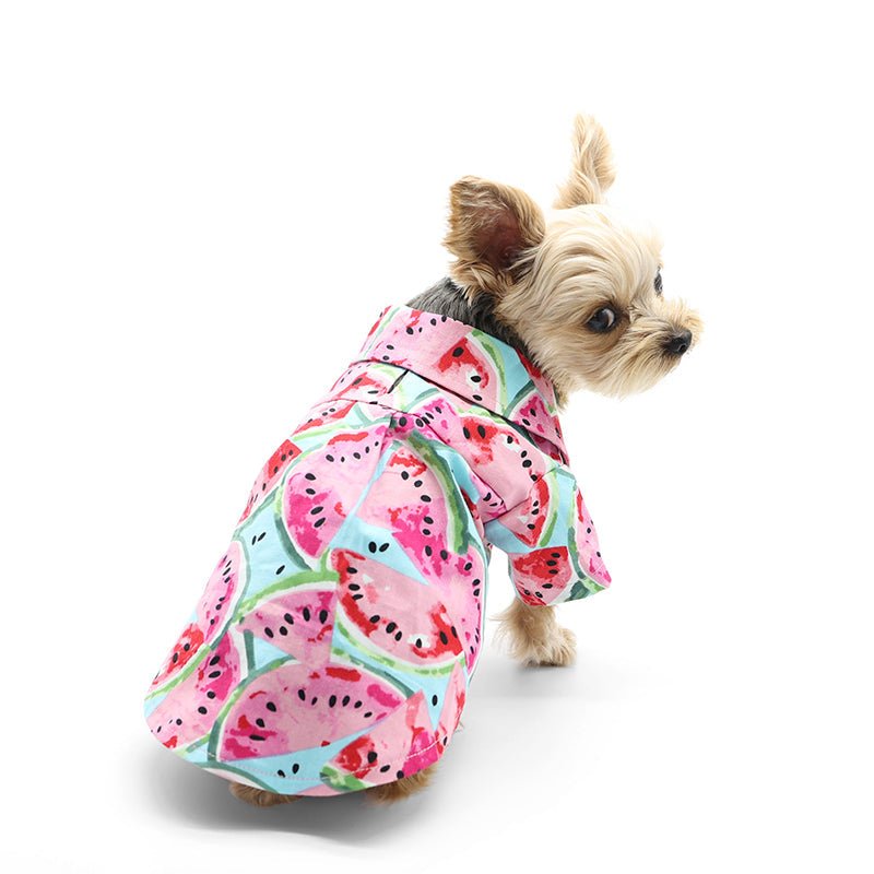 Watermelon-print dog shirt with ruffled collar, side view on small dog