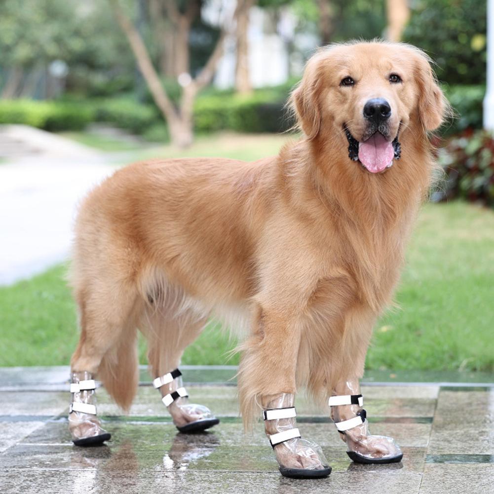 Waterproof dog shoes with clear covers and black straps on wet outdoor walkway