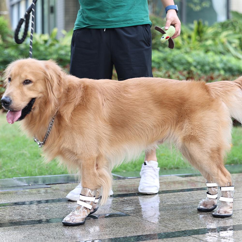 Waterproof dog shoes with clear boot covers and black adjustable straps, worn on paws