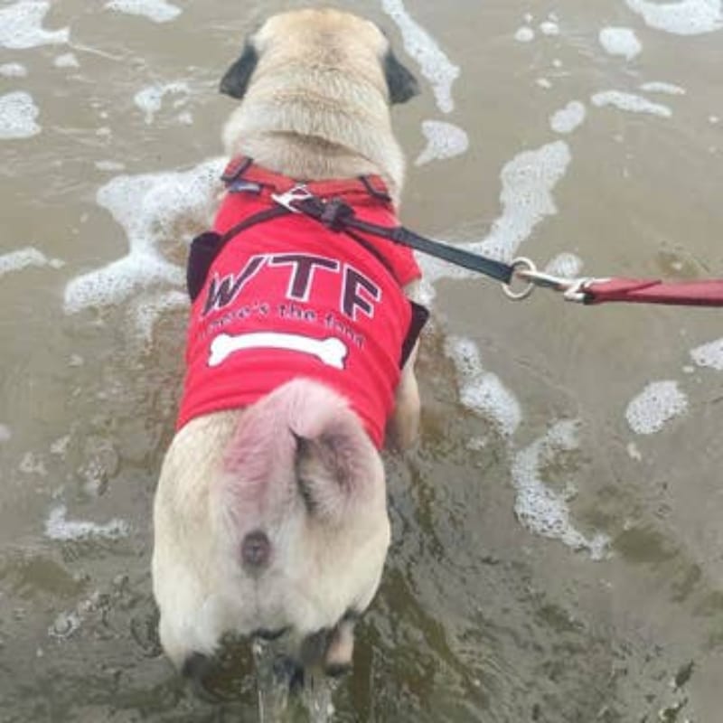 Red dog t-shirt on dog in water, showing 'WTF' and white bone graphic